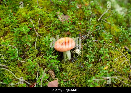 Russel Pilz wächst im Herbstwald Stockfoto