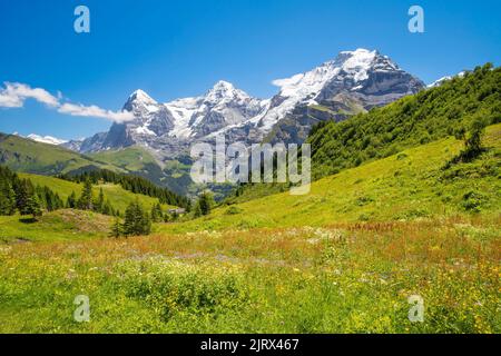 Das Panorama der Berner alpen mit der Jungfrau, dem Mönch und dem Eiger. Stockfoto