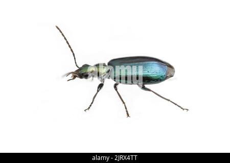 Farbenfroher Blattkäfer (Lebia viridis) isoliert auf weißem Hintergrund. Stockfoto