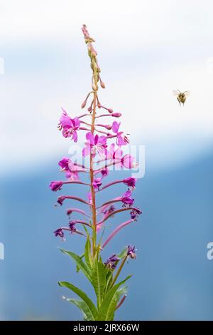 Feuerkraut, Chamaenerion angustifolium, blühend in den Cascade Mountains, Mt. Baker-Snoqualmie National Forest, Staat Washington, USA Stockfoto