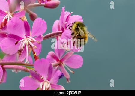 Fireweed, Chamaenerion angustifolium, bestäubt von einer Hummel in den Cascade Mountains, Mt. Baker-Snoqualmie National Forest, Washington St Stockfoto