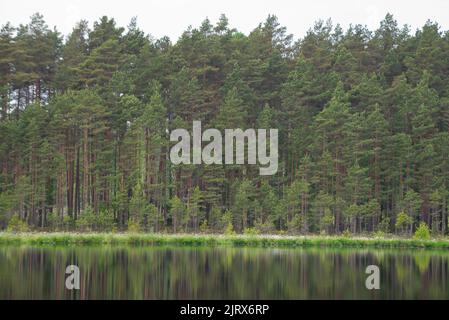 Ein nebliger Wald am See mit Spiegelung im Wasser Stockfoto