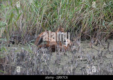 Zwei Füchse spielen bei Magor Marsh, das aufgrund der globalen Erwärmung oder des Klimawandels ausgetrocknet ist. Stockfoto