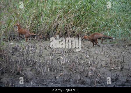 Zwei Füchse spielen bei Magor Marsh, das aufgrund der globalen Erwärmung oder des Klimawandels ausgetrocknet ist. Stockfoto