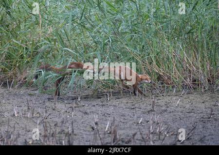 Zwei Füchse spielen bei Magor Marsh, das aufgrund der globalen Erwärmung oder des Klimawandels ausgetrocknet ist. Stockfoto