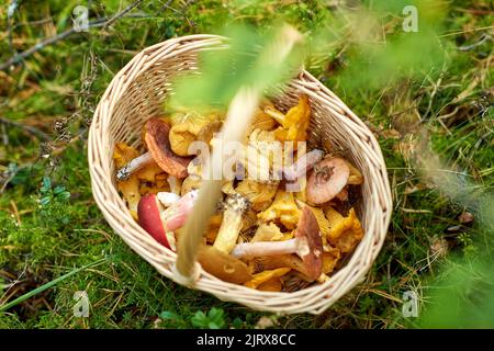 Nahaufnahme von Pilzen im Korb im Wald Stockfoto