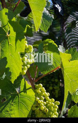 Grüne unreife Gamay Noir-Traube, aus der Nähe, wächst auf hügeligen Weinbergen in der Nähe des Weinbauortes Val d'Oingt, Tor zur Beaujolais-Weinstraße Stockfoto