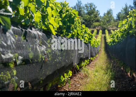 Grüne unreife Gamay Noir-Traube, aus der Nähe, wächst auf hügeligen Weinbergen in der Nähe des Weinbauortes Val d'Oingt, Tor zur Beaujolais-Weinstraße Stockfoto