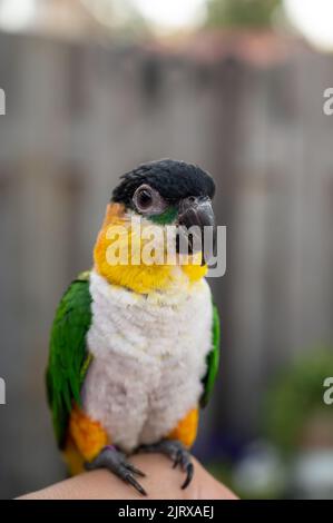Kleiner farbenfroher australischer Loripapagei, der draußen auf der Hand sitzt Stockfoto