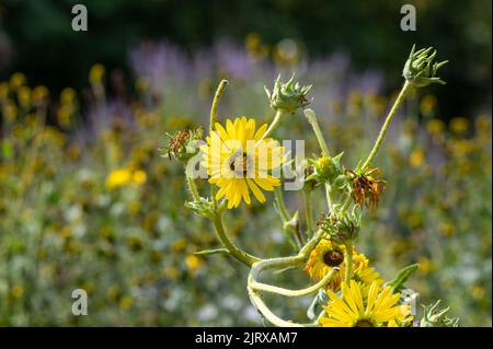 Gelbe Blüten Köpfe von Silphium laciniatum oder Compass-Pflanze wächst im Sommergarten Stockfoto