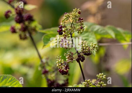 Holziger Strauch von Eleutherococcus senticosus oder sibirischem Ginseng oder eleuthero, der in der traditionellen chinesischen Medizin verwendet wird, aus der Nähe Stockfoto