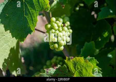 Grüne unreife Gamay Noir-Traube, aus der Nähe, wächst auf hügeligen Weinbergen in der Nähe des Weinbauortes Val d'Oingt, Tor zur Beaujolais-Weinstraße Stockfoto