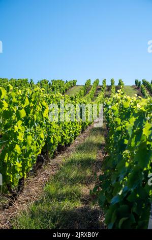 Grüne unreife Gamay Noir-Traube, aus der Nähe, wächst auf hügeligen Weinbergen in der Nähe des Weinbauortes Val d'Oingt, Tor zur Beaujolais-Weinstraße Stockfoto