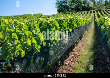 Grüne unreife Gamay Noir-Traube, aus der Nähe, wächst auf hügeligen Weinbergen in der Nähe des Weinbauortes Val d'Oingt, Tor zur Beaujolais-Weinstraße Stockfoto