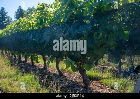 Grüne unreife Gamay Noir-Traube, aus der Nähe, wächst auf hügeligen Weinbergen in der Nähe des Weinbauortes Val d'Oingt, Tor zur Beaujolais-Weinstraße Stockfoto