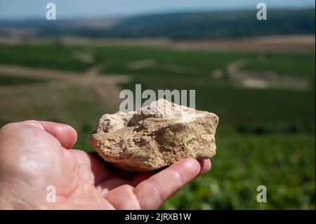 Bodenprobe aus den Chablis Grand Cru Appellation Weinbergen, Kalkstein- und Mergelböden mit Austernfossilien, Burdundy, Frankreich mit Weinbergen auf dem Backgrou Stockfoto