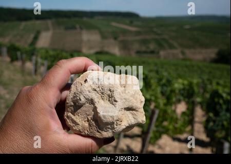 Bodenprobe aus den Chablis Grand Cru Appellation Weinbergen, Kalkstein- und Mergelböden mit Austernfossilien, Burdundy, Frankreich mit Weinbergen auf dem Backgrou Stockfoto