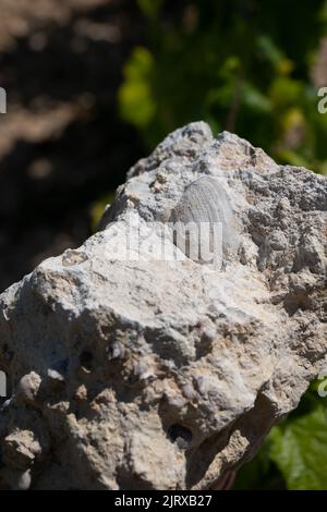 Bodenprobe aus den Chablis Grand Cru Appellation Weinbergen, Kalkstein- und Mergelböden mit Austernfossilien, Burdundy, Frankreich mit Weinbergen auf dem Backgrou Stockfoto