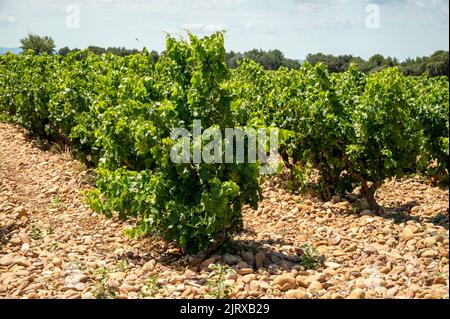Grüne Weinreben wachsen auf abgerundeten Kieselsteinen auf hügeligen Weinbergen in der Nähe des berühmten antiken Weinbaudorfes Châteauneuf-du-Pape, Provence, Frankreich Stockfoto