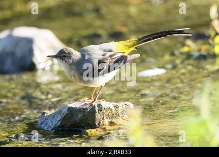 Grauer Wagtail in einem kleinen felsigen Bach Stockfoto