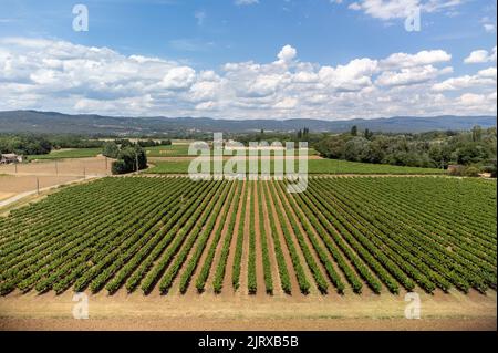 Reihen von grünen Weinreben, die auf Kieselsteinen auf Weinbergen in der Nähe der Dörfer Lacoste und Bonnieux in Luberon, Provence, Frankreich wachsen Stockfoto