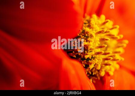Makrofotografie zeigt den Pollen in Klumpen auf einer gewöhnlichen Zinnienblüte (Zinnia elegans) Stockfoto