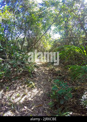 Pfad in einem Wald im jacarepagua-Viertel von Rio de Janeiro Brasilien. Stockfoto