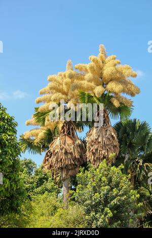 Blüte von Palme Talipot (Corypha umbraculifera) am Flamengo-Ufer in Rio de Janeiro Brasilien. Stockfoto