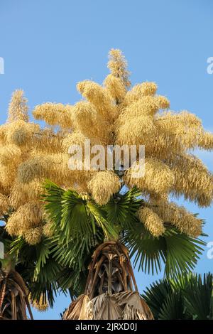 Blüte von Palme Talipot (Corypha umbraculifera) am Flamengo-Ufer in Rio de Janeiro Brasilien. Stockfoto