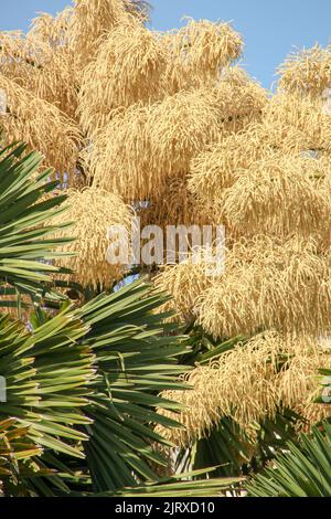 Blüte von Palme Talipot (Corypha umbraculifera) am Flamengo-Ufer in Rio de Janeiro Brasilien. Stockfoto
