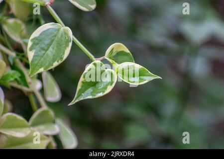 Die Peperomia-Pflanze ist eine von zwei großen Gattungen aus der Familie der Piperaceae. Die meisten von ihnen sind kompakte, kleine mehrjährige Epiphyten, die auf verfaultem Holz wachsen. Stockfoto