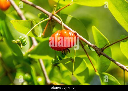 Pitanga ist die Frucht der pitangueira, dicotyledonous der Familie der mirtaceae. Es hat die Form von Globose fleischigen Kugeln, rot, orange, gelb oder schwarz Stockfoto