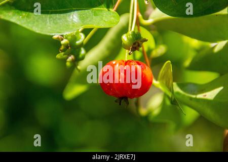 Pitanga ist die Frucht der pitangueira, dicotyledonous der Familie der mirtaceae. Es hat die Form von Globose fleischigen Kugeln, rot, orange, gelb oder schwarz Stockfoto