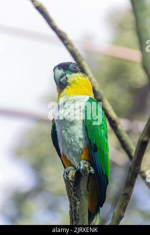 Vogel in Brasilien als Gründhuhnpapagei bekannt Stockfoto