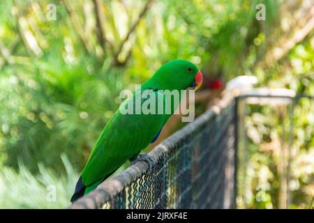 Vogel bekannt als Rosengesittich Brasilien Stockfoto