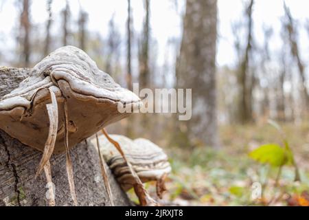 Großer parasitärer Pilz, der auf Baumstämmen wächst. Zunder-Pilz, Hufpilz, Zunder-Conk, Zunder-Polypore oder Eismann-Pilz Stockfoto