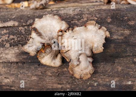 Großer parasitärer Pilz, der auf Baumstämmen wächst. Zunder-Pilz, Hufpilz, Zunder-Conk, Zunder-Polypore oder Eismann-Pilz Stockfoto