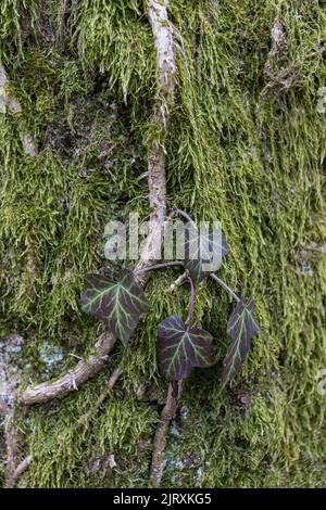 Ivy wächst auf einem Mossy Tree Trunk. Efeu, der auf die moosige Rinde eines Baumes klettert. Nahaufnahme Stockfoto