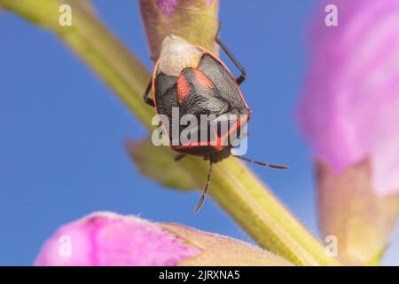 Zweistochiger stinkiger Bug (Cosmopepla lintneriana) Stockfoto