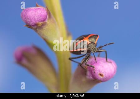 Zweistochiger stinkiger Bug (Cosmopepla lintneriana) Stockfoto