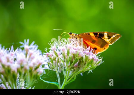 Nahaufnahme von einem Jersey Tiger Schmetterling, Euplagia Quadripunctari, eine Blume Nektar ernähren. Dies ist ein ein Tag fliegen Motten Stockfoto