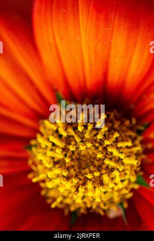 Makrofotografie zeigt den Pollen in Klumpen auf einer gewöhnlichen Zinnienblüte (Zinnia elegans) Stockfoto