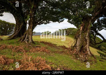 Blick zwischen den Stämmen von zwei stinkenden Lorbeerbäumen (Ocotea foetens) im alten Lorbeerwald von Fanal, Madeira, auf eine Herde Kühe, die weiden Stockfoto