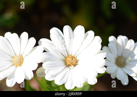 Osteospermum akila Gänseblümchen weiß Blumen Stockfoto