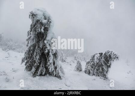 Bizarre Schnee- und eisbedeckte Bäume in der anderen Weltlandschaft auf dem Gipfel des Brockens, Nationalpark Harz, Deutschland Stockfoto