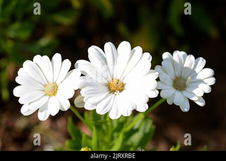 Osteospermum akila Gänseblümchen weiß Blumen Stockfoto