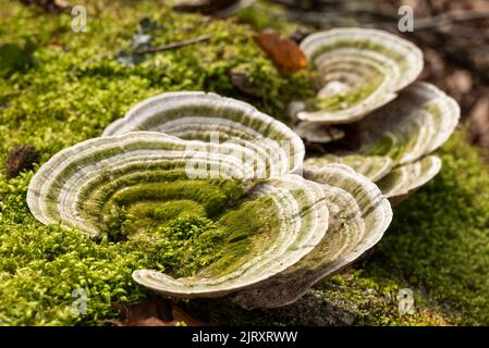 Schöne Nahaufnahme eines klumpigen Halters (Trametes gibbosa), einem polyporigen Pilz, der auf dem moosbedeckten Stamm eines alten toten Baumes in einem Wald wächst. Stockfoto