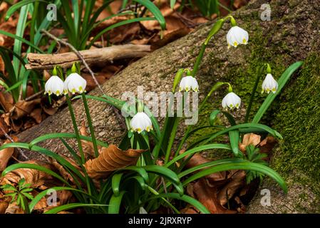 Blühende Frühlingsschneehacke (Leucojum vernum) unter den Wurzeln einer Buche im Wald. Stockfoto