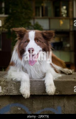 Bezaubernder junger Border-Collie-Hund, der auf dem Boden gegen livinghouse sitzt. Niedliche flauschige Petportrait. Stockfoto