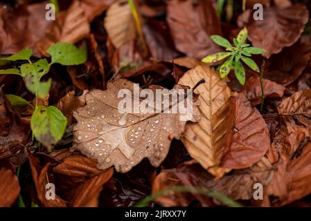 Schöne Nahaufnahme von Wassertropfen des letzten Regens auf einem getrockneten braunen Eichenblatt in einem herbstlichen Wald, Weser-Hochland, Deutschland Stockfoto